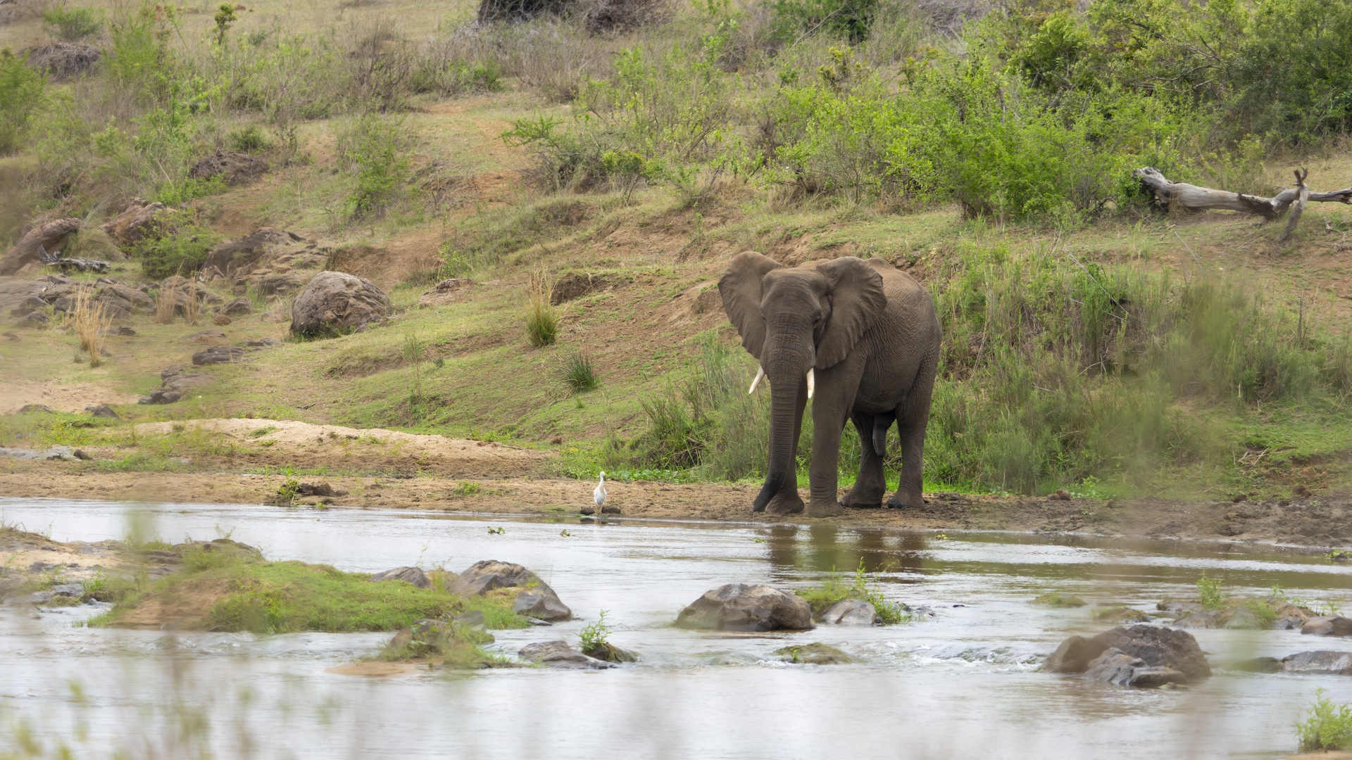 Kruger25 2025 10 28 12 26 36 ILCE 1M2 54